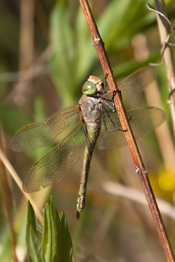 Hemianax ephippiger