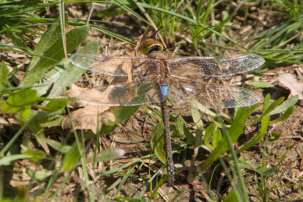 Hemianax ephippiger