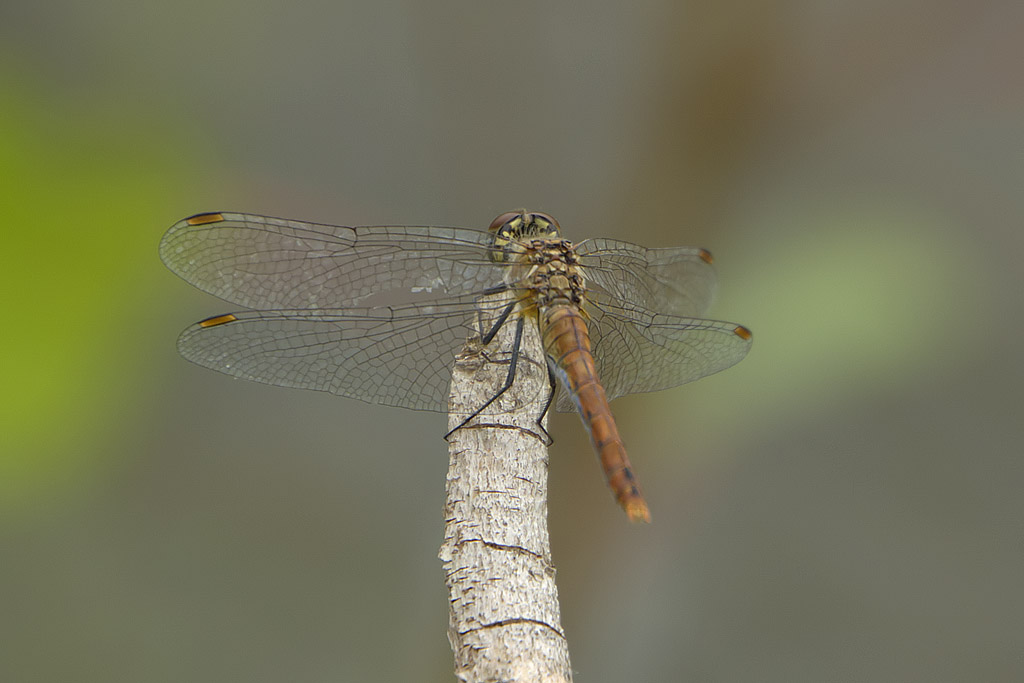 Sanguineum... ma con dubbio