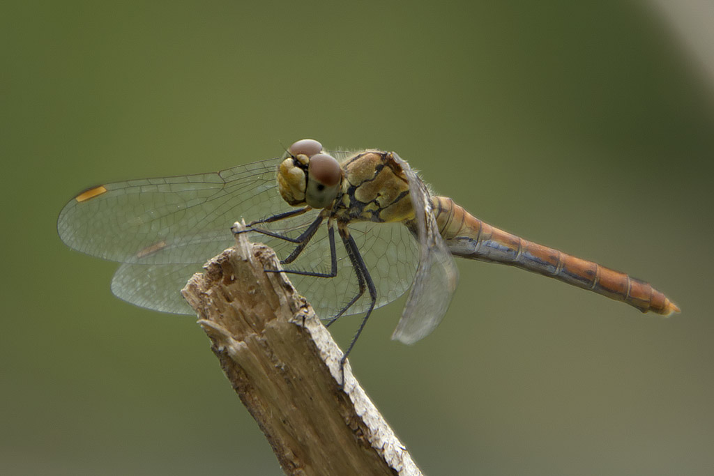 Sanguineum... ma con dubbio