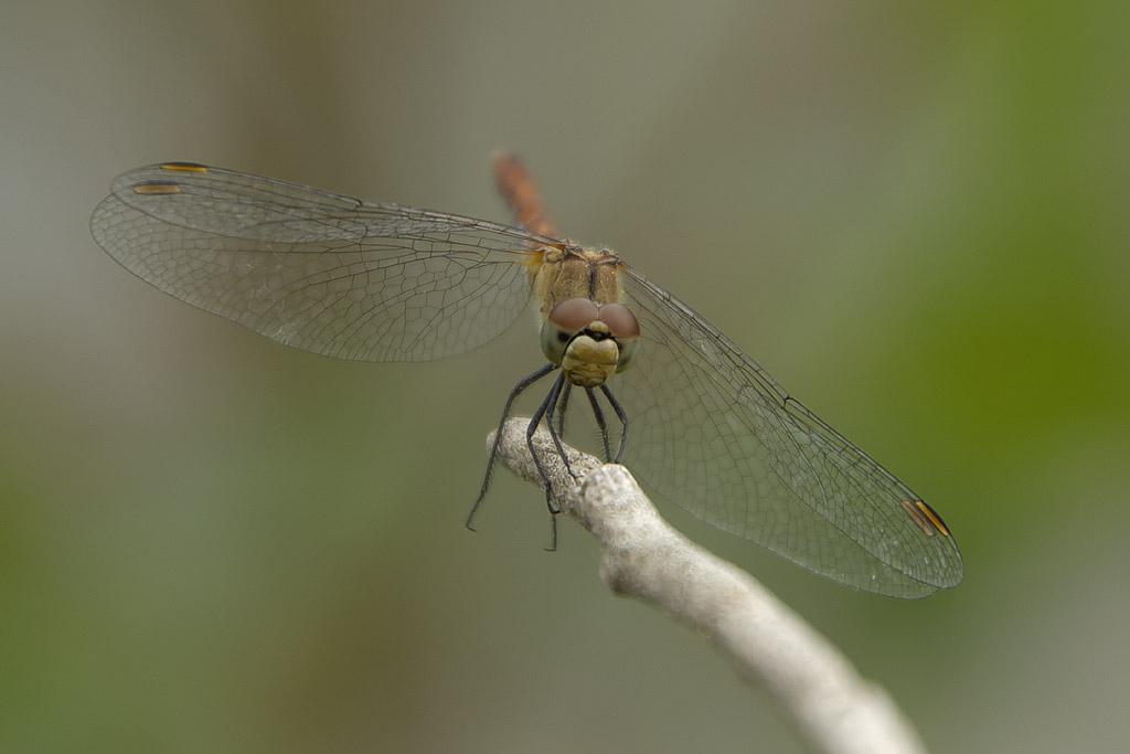 Sanguineum... ma con dubbio