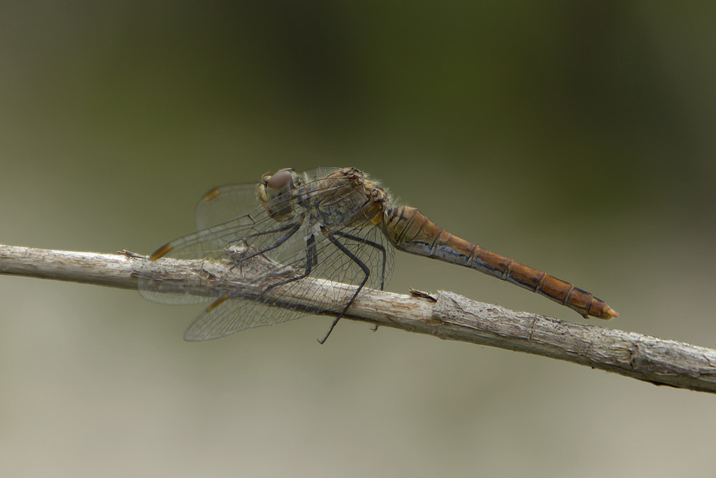 Sanguineum... ma con dubbio