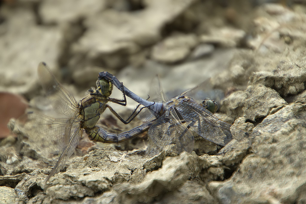 Orthetrum cancellatum