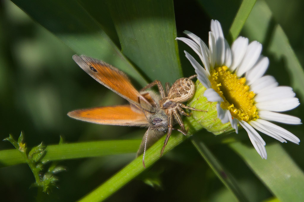 Xysticus sp.