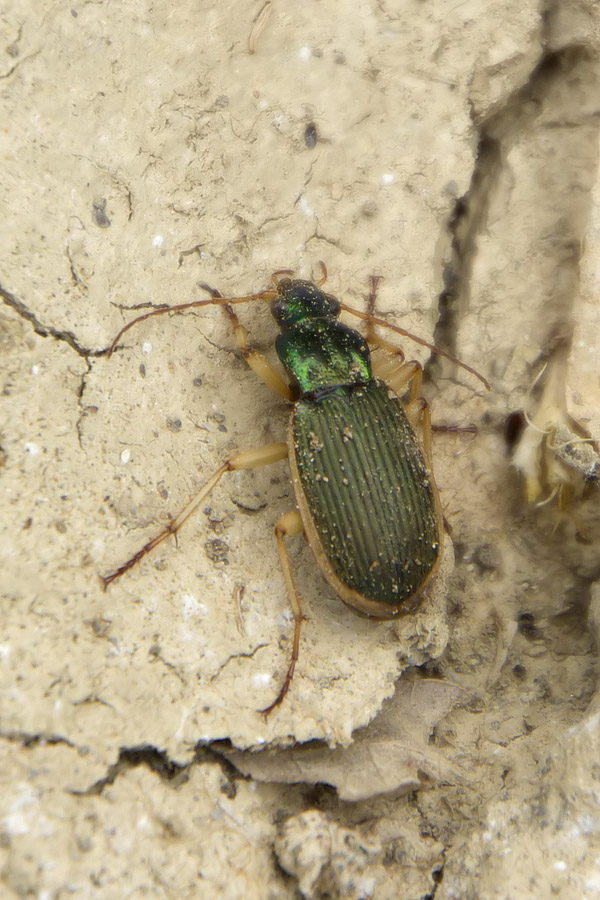 Chlaenius spoliatus