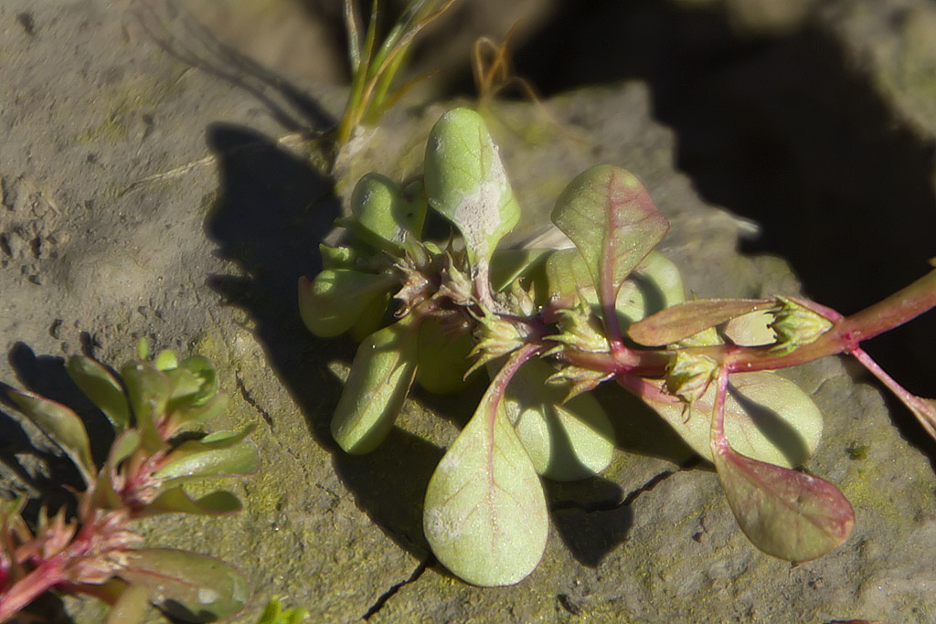 Peplis portula / Salcerella erba-portula