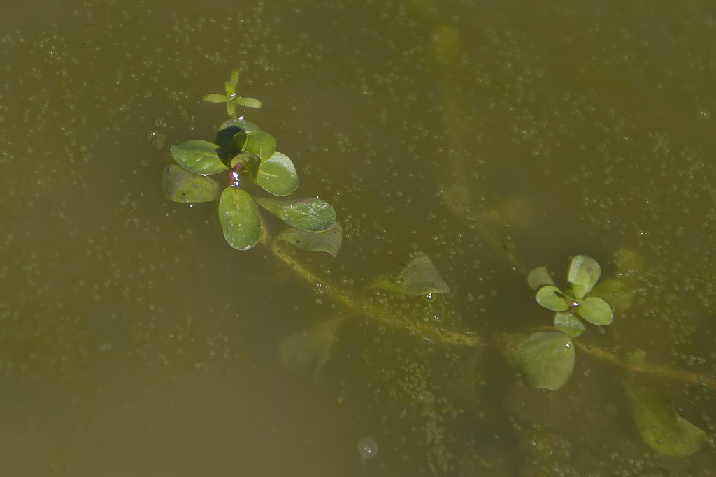 Peplis portula / Salcerella erba-portula