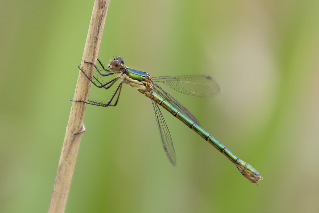 Lestes dryas