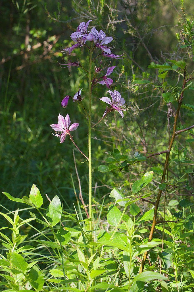 Dictamnus albus  / Dittamo