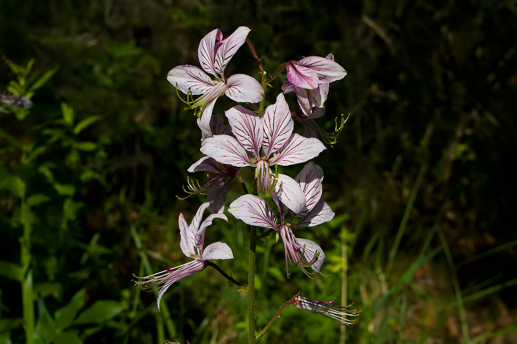 Dictamnus albus  / Dittamo