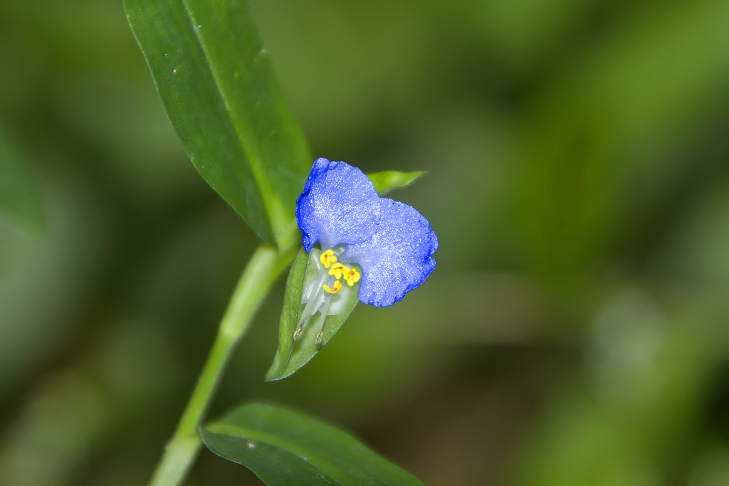 Commelina communis / Erba miseria asiatica