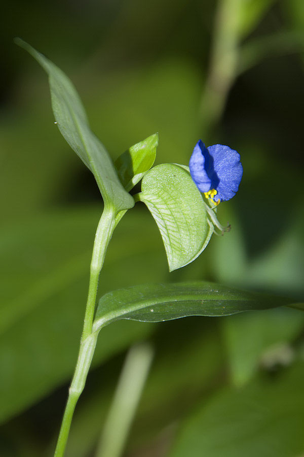 Commelina communis / Erba miseria asiatica