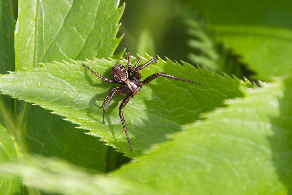 Xysticus sp.