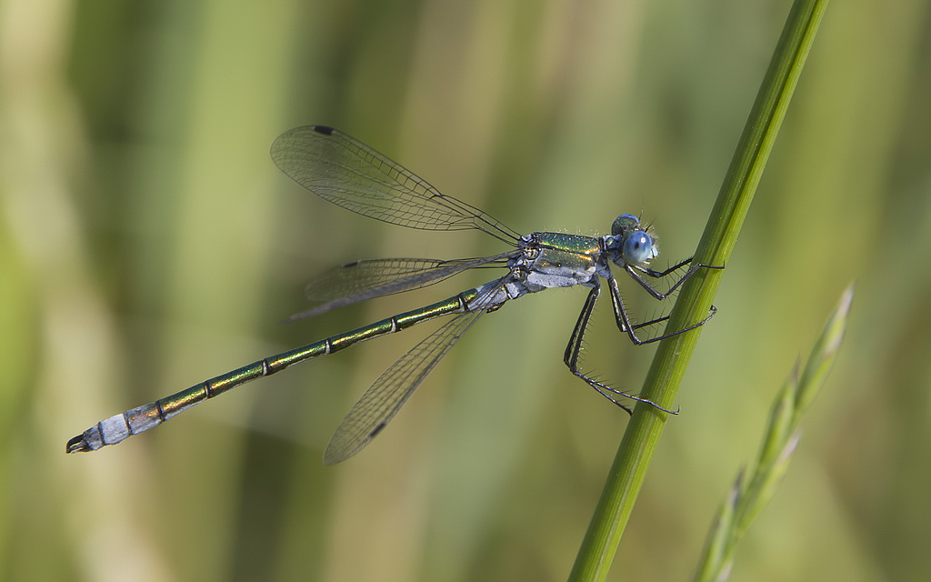 Lestes dryas