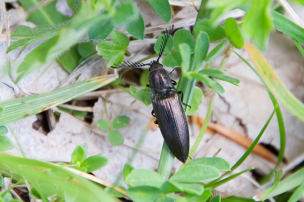 Elateridae: Ctenicera pectinicornis, maschio