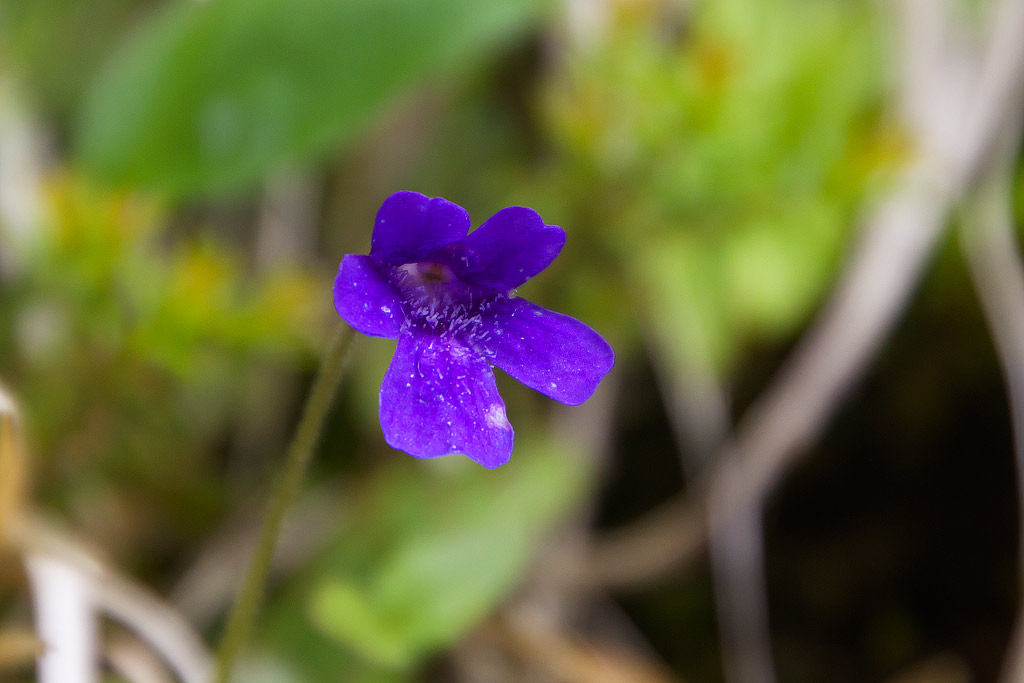 Pinguicula apuana Casper et Ansaldi
