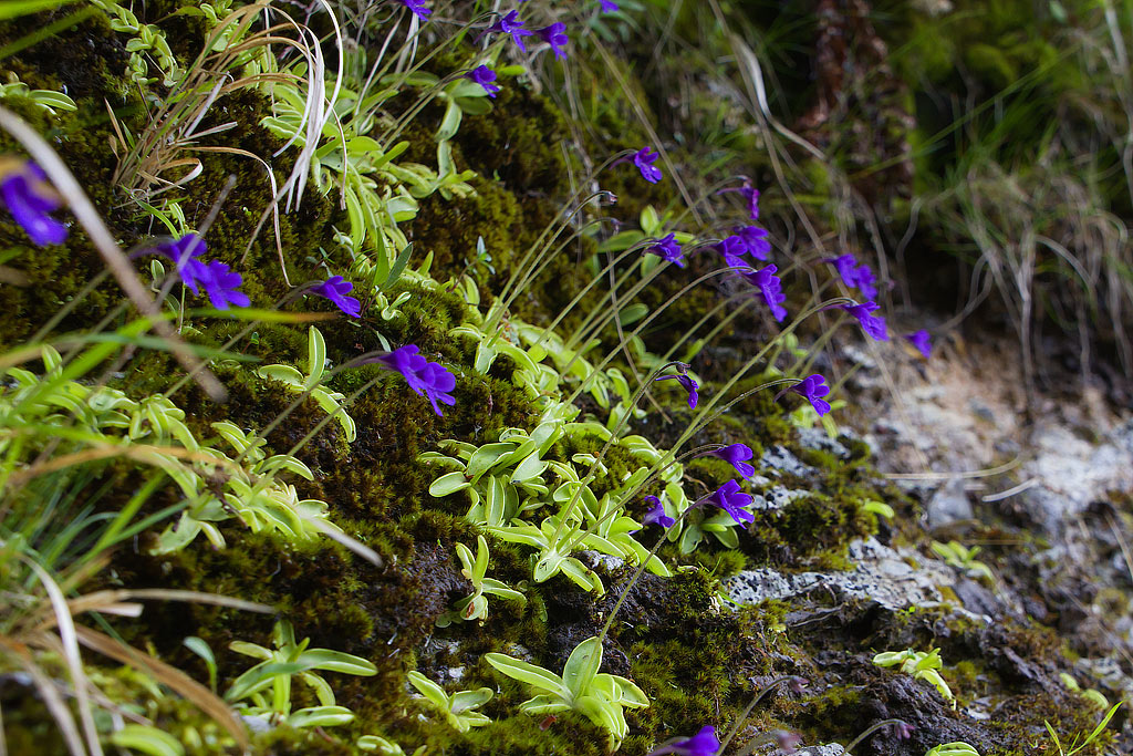 Pinguicula apuana Casper et Ansaldi