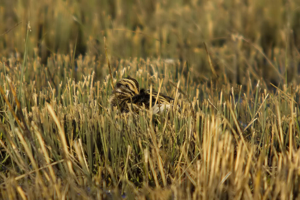 Beccaccino (Gallinago gallinago) e Frullino (Lymnocryptes minimus)