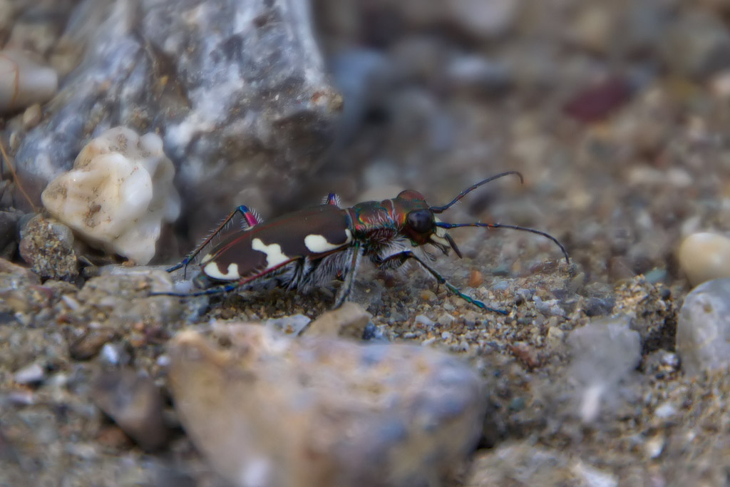 Cicindela majalis