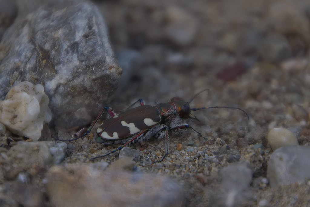 Cicindela majalis