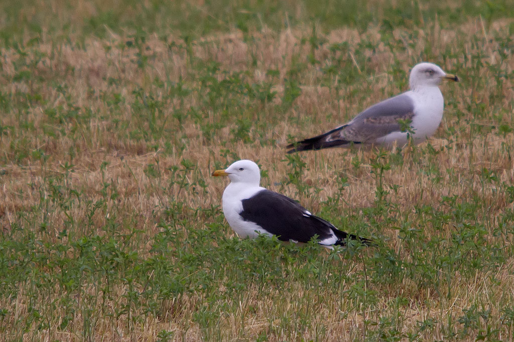 Larus fuscus