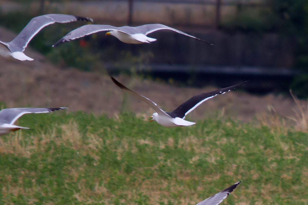 Larus fuscus