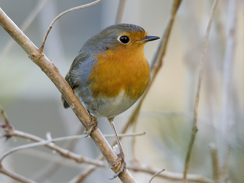 Buon anno da okkione