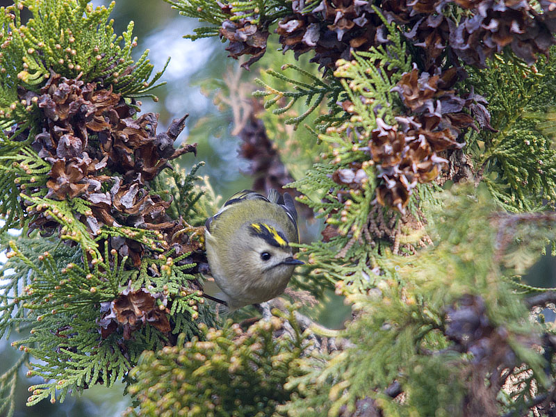 Goldcrest