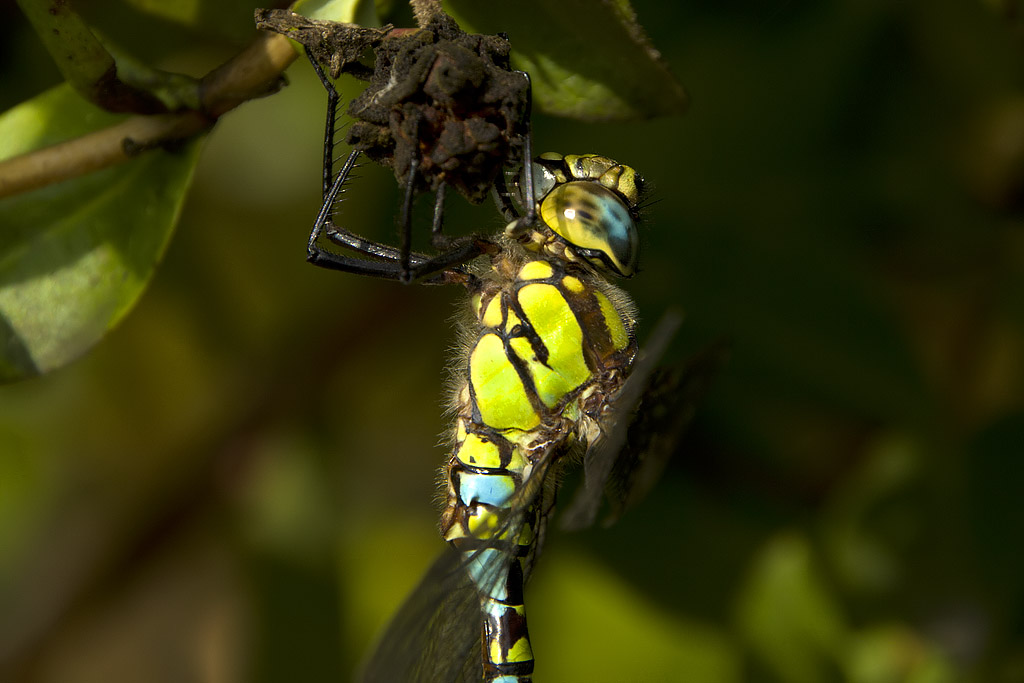 Aeshna cyanea