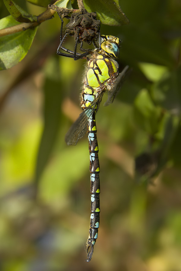 Aeshna cyanea