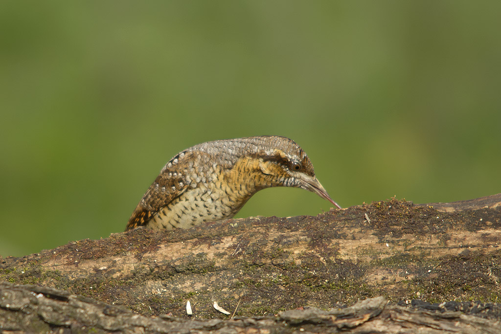 Wryneck
