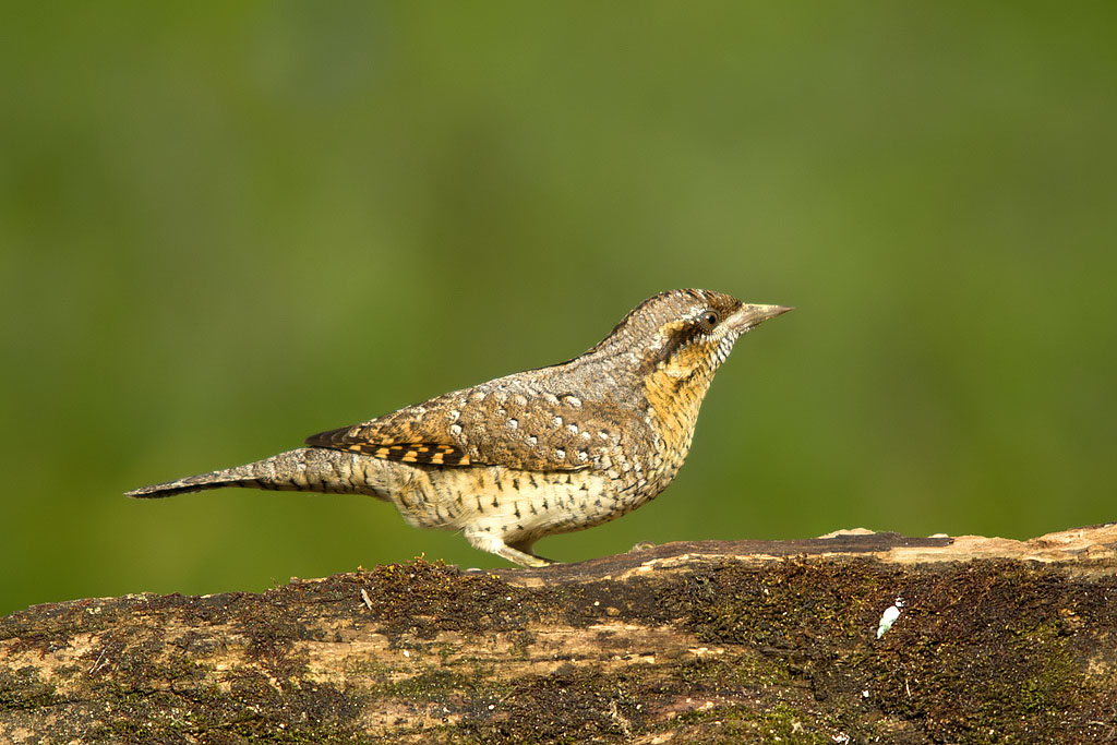 Wryneck