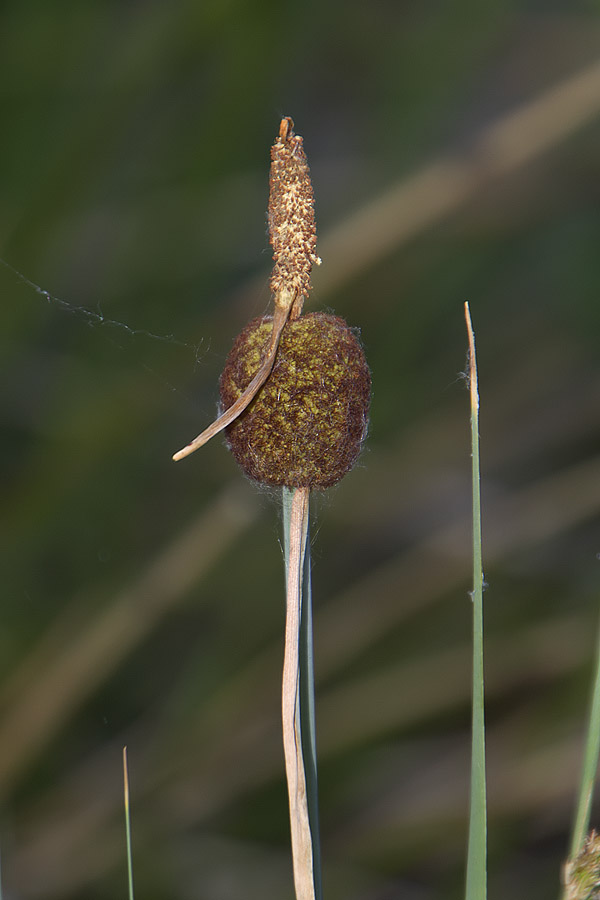 Typha minima / Lisca minore