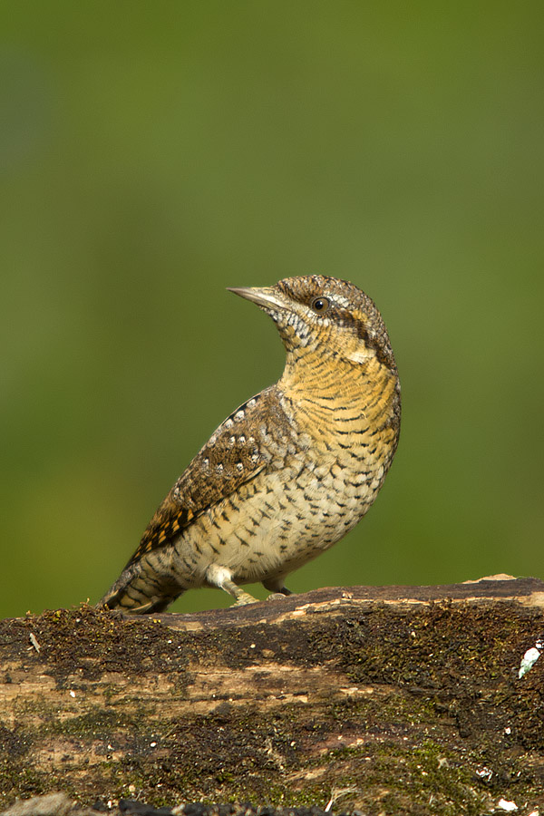 Wryneck
