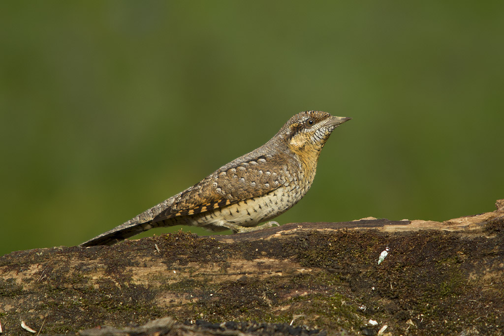 Wryneck