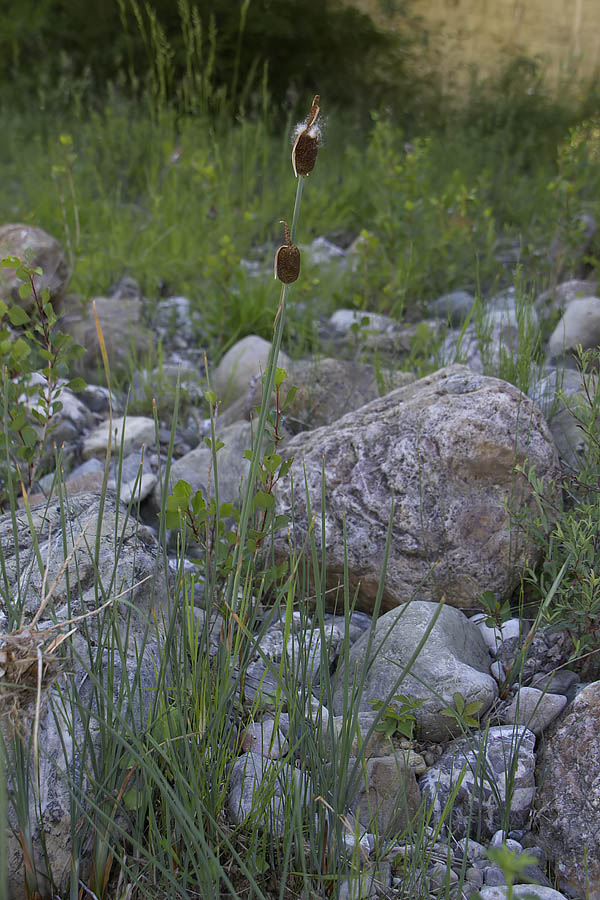 Typha minima / Lisca minore