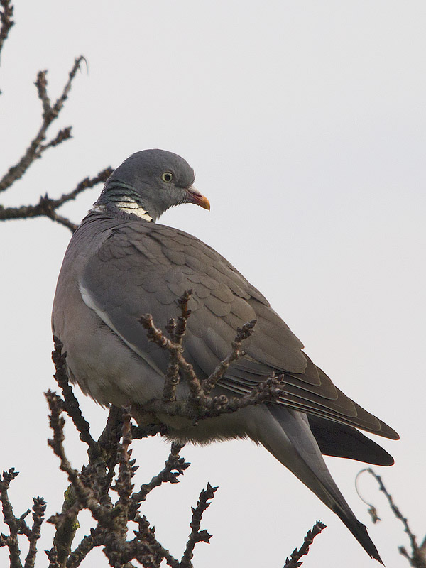 Colombaccio a riposo