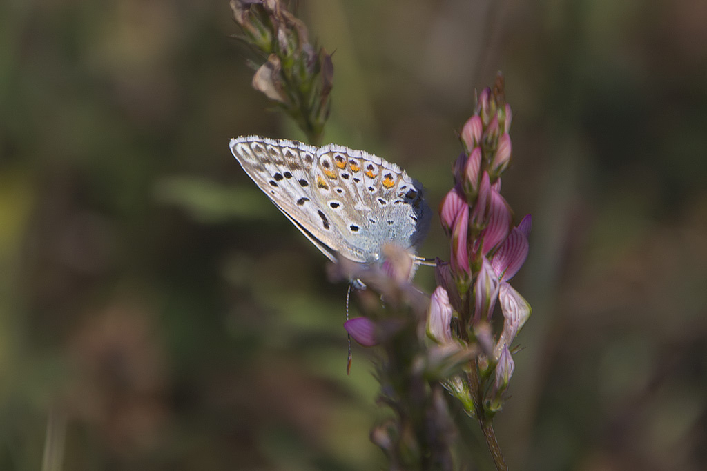 Lysandra hispana?