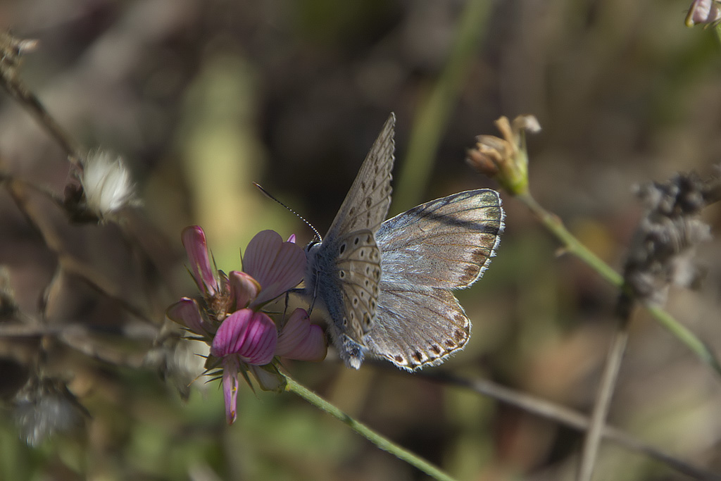 Lysandra hispana?