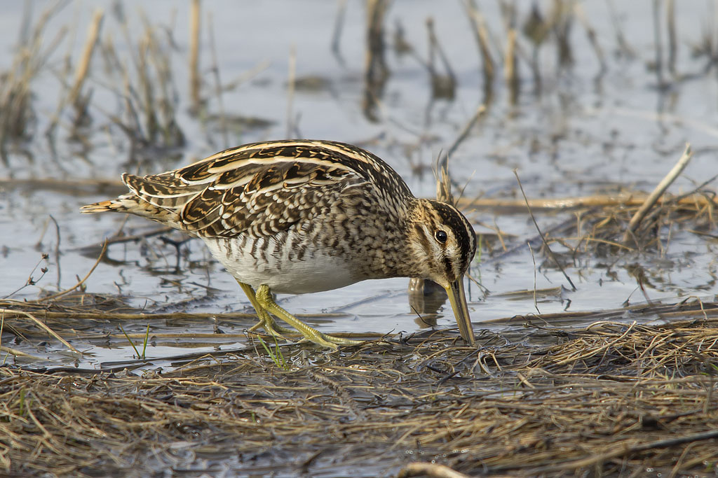 Beccaccino:Gallinago gallinago