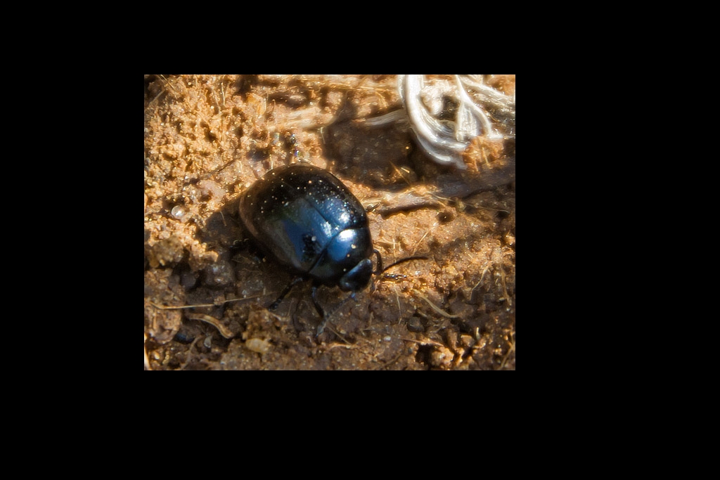 Chrysomelidae ? S, cfr. Chrysolina haemoptera