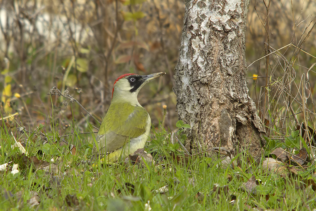 Picchio verde - Picus viridis