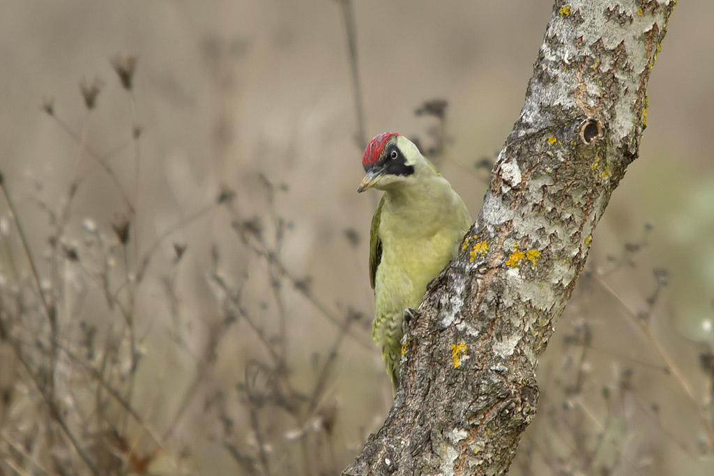 Picchio verde - Picus viridis