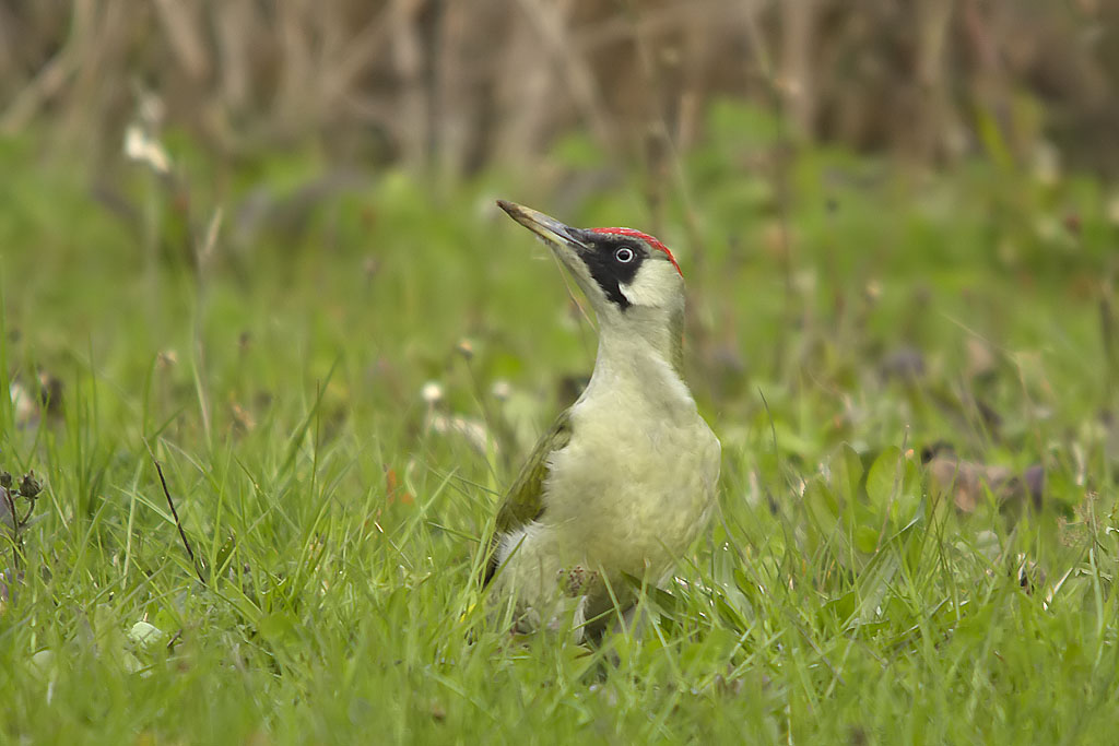 Picchio verde - Picus viridis