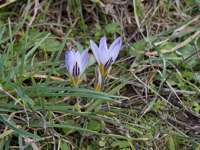 Crocus biflorus