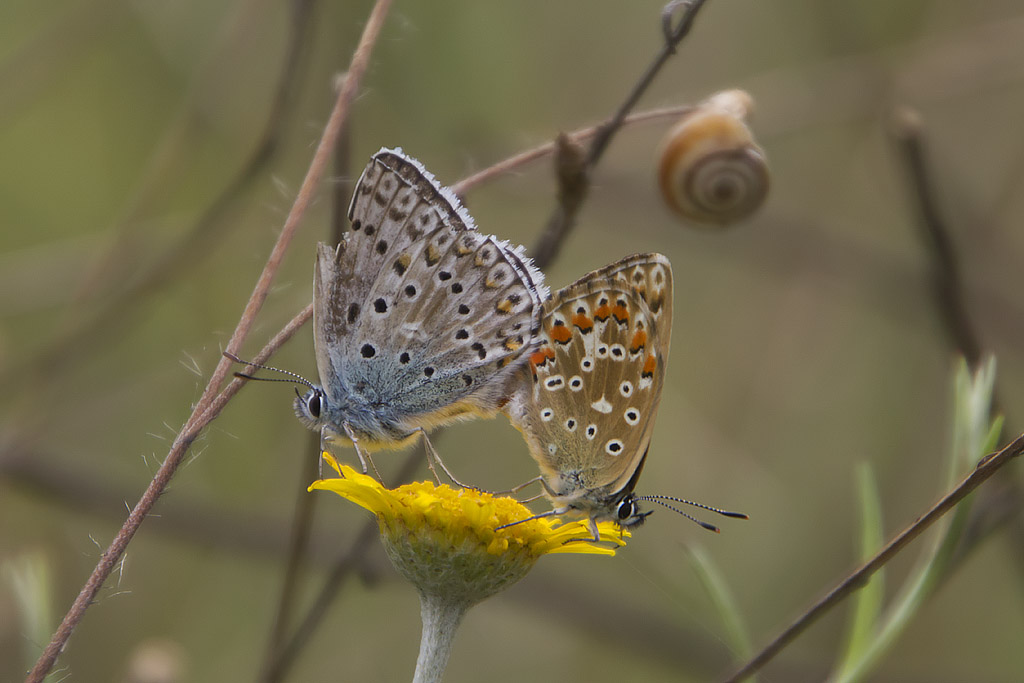 Lysandra hispana?