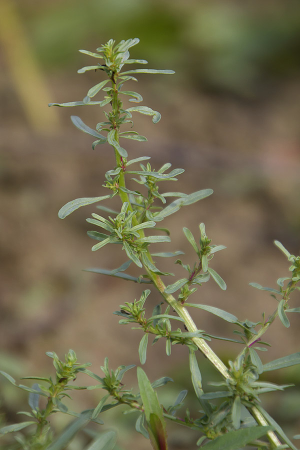 Lythrum tribracteatum / Salcerella con 2 brattee