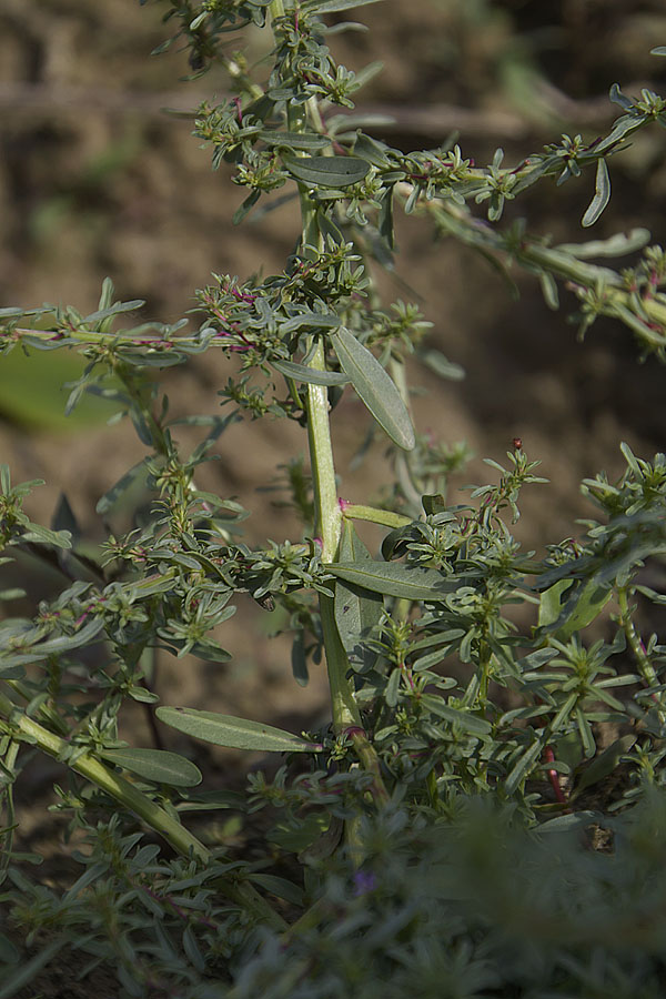Lythrum tribracteatum / Salcerella con 2 brattee