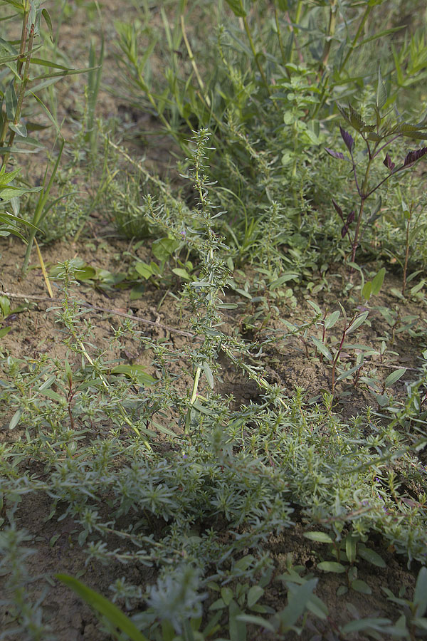 Lythrum tribracteatum / Salcerella con 2 brattee