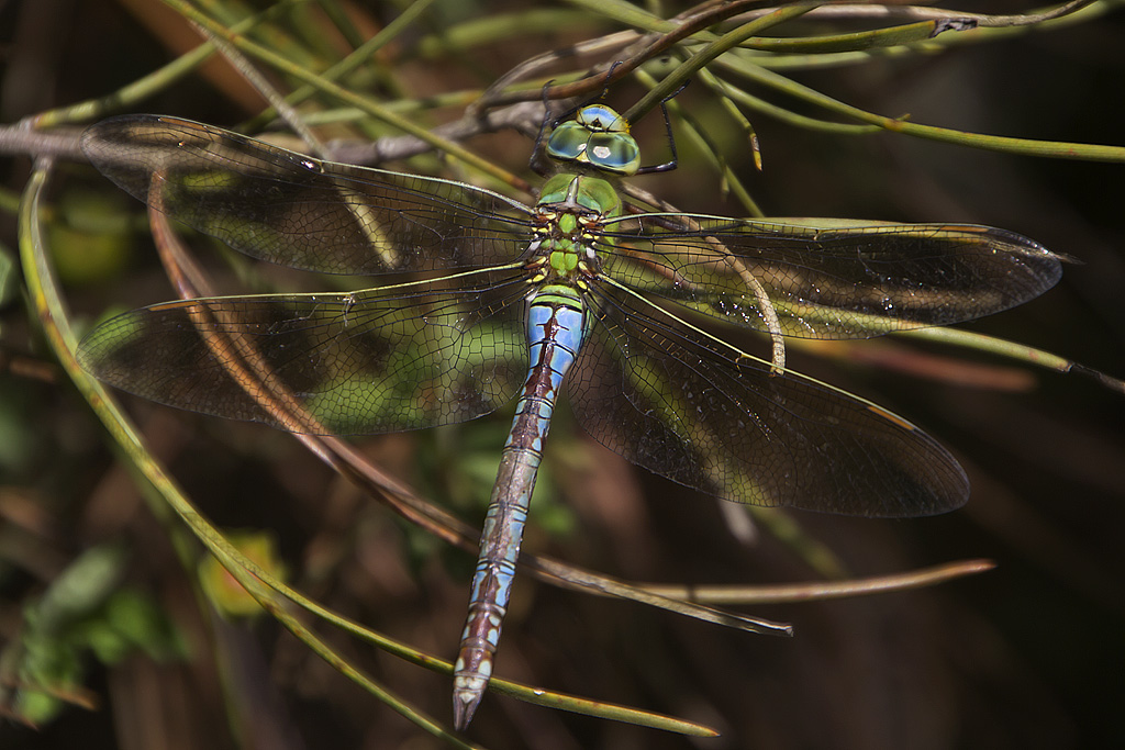 Anax imperator